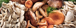 Iberia Nature Forum - Mushrooms and Fungus