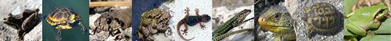 Including the Balearic and Canary islands, there are around 90 species of reptiles and amphibians in Spain.